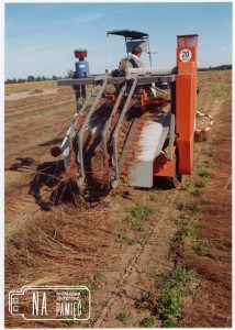 1995. Odwracanie roszonego lnu na plantacji lnu, na maszynie Marcin Jurdeczka